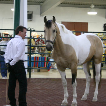 Healthy Horse