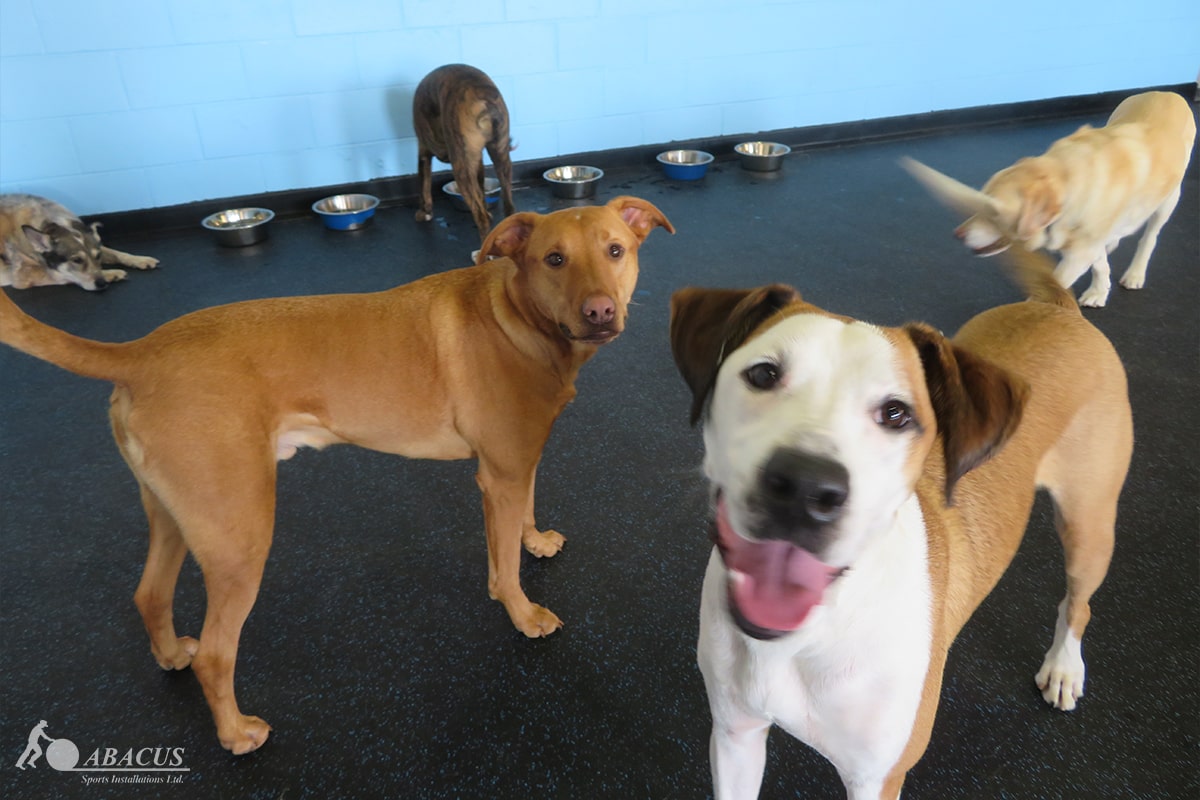 Dog Daycare Flooring Pet Flooring Abacus Sports